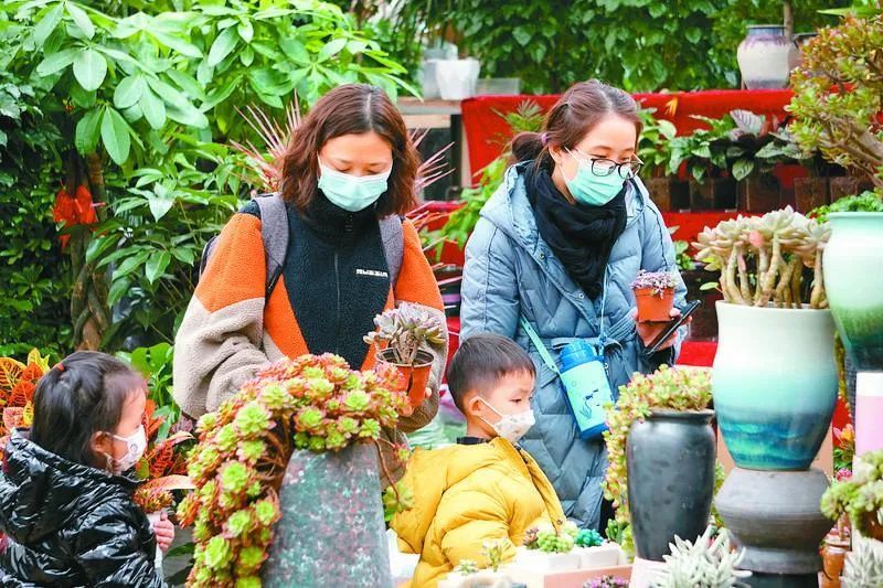 2月10日,朱雀花卉市場內,花香四溢,處處充滿生機,前來選購的市民絡繹