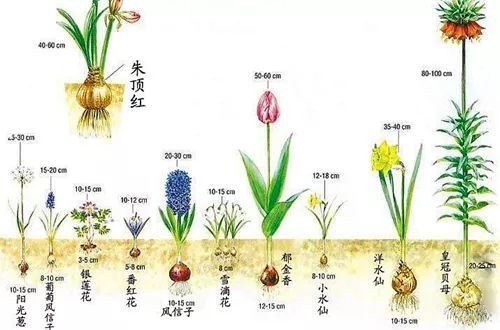 水仙花的生长周期图片