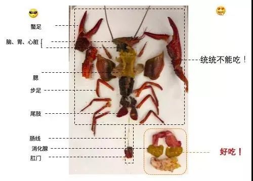 大龙虾去除腮胃图解图片