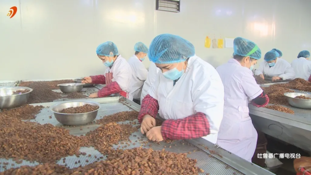 在新疆科麦食品有限公司葡萄干加工厂内,工人们仔细地筛选一粒粒绿油