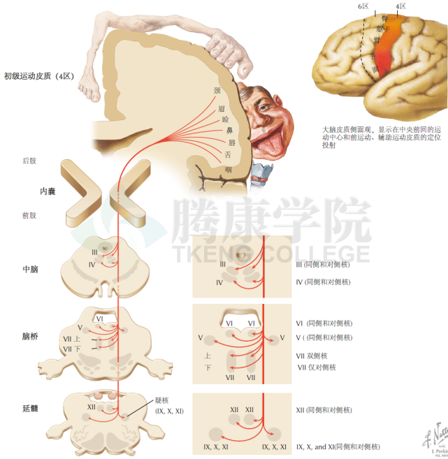 神经解剖学皮质延髓束