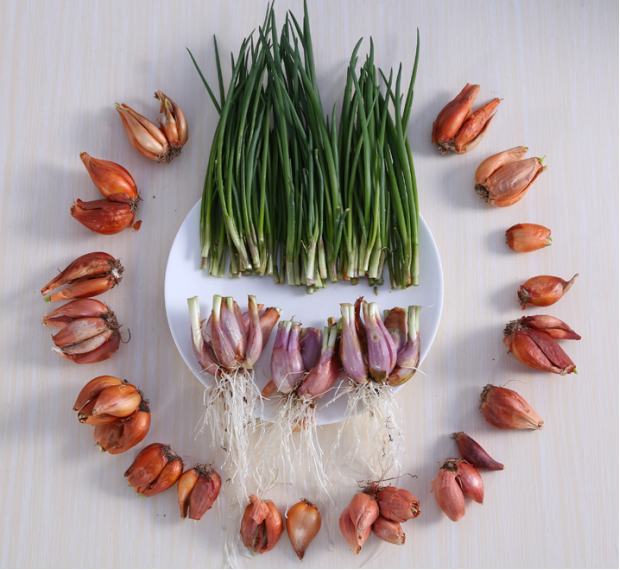 荒野维生野菜系列火葱