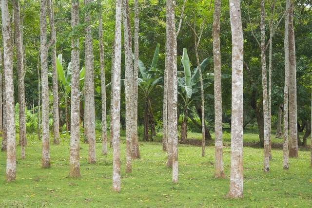 国内产区开割临近2月上旬各植胶区橡胶树情况基本正常