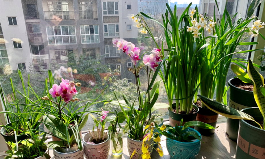 正月该养什么植物 君子兰 长寿花不是首选 这样草花独得恩宠 腾讯新闻