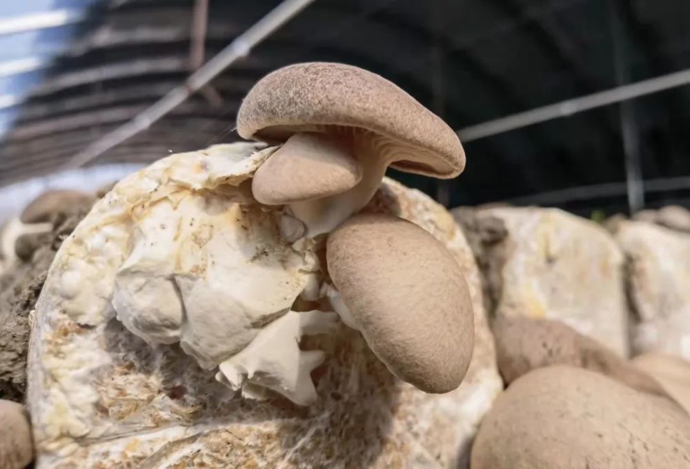 9元/箱/约3斤2月11日-19日每日清晨采摘新鲜采摘 珍贵菌材熊掌菇目前