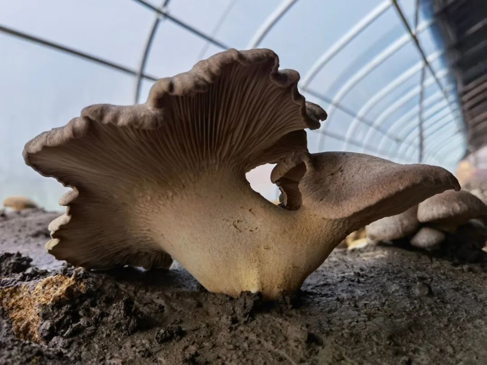 9元/箱/约3斤2月11日-19日每日清晨采摘新鲜采摘 珍贵菌材熊掌菇目前