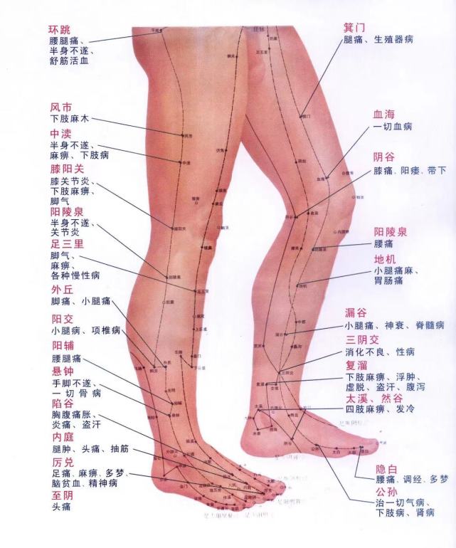 常用穴位系列五之下肢常用穴位