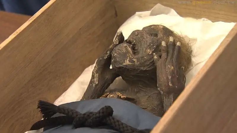 日本一寺庙公开了300年前的人鱼木乃伊这到底是什么生物