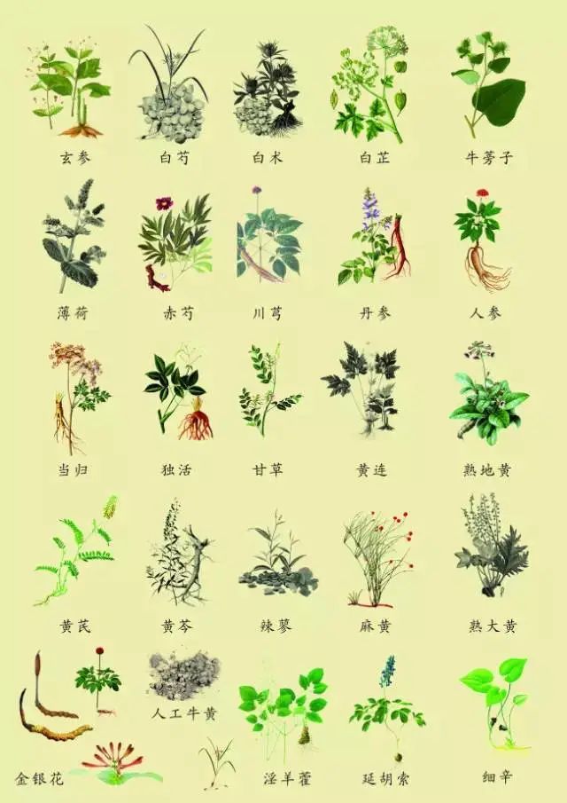 种下一株中草药养成一颗植树心