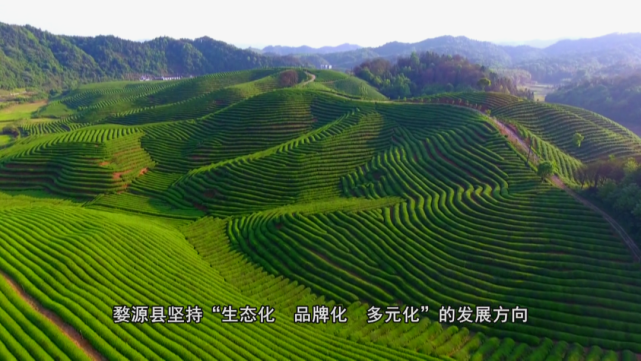 婺源绿茶最大茶厂图片