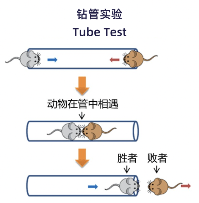 团队为了测试"强者恒强"的"胜利者效应"利用小鼠研究社会形成的机制
