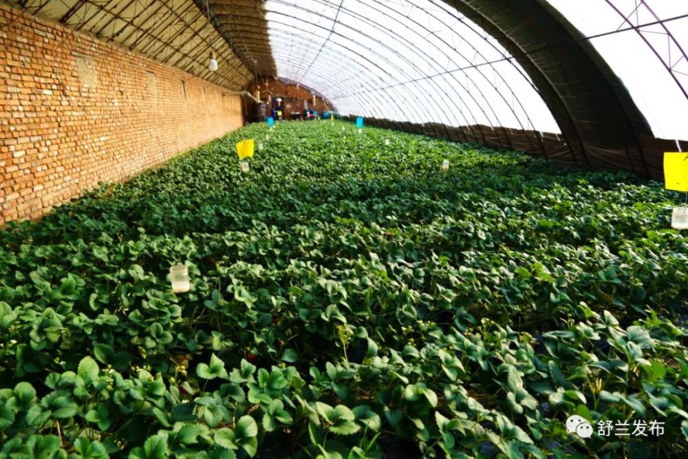 为了学习草莓种植经验,他先后在蛟河草莓研究所,长春舍岭,丹东庄河等