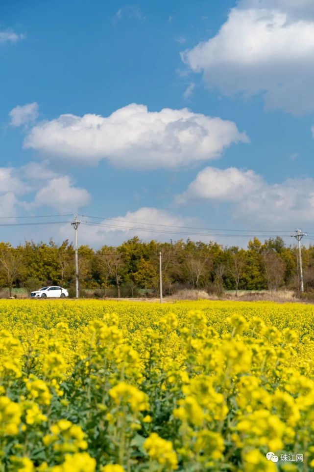 马龙千亩油菜花已开好!曲靖城30分钟直达金色海洋,周末走起!