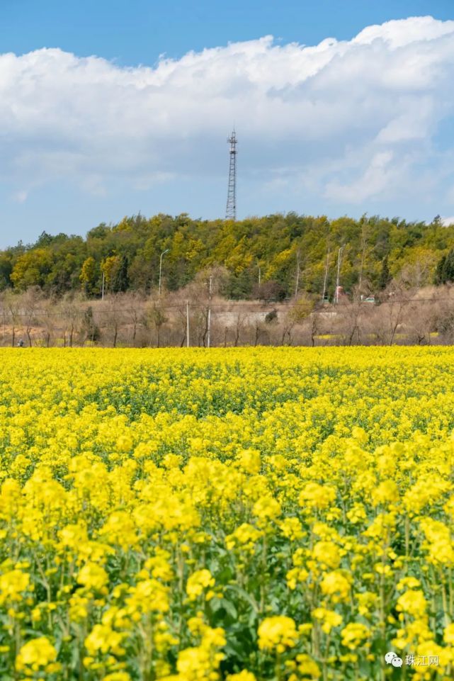 马龙千亩油菜花已开好!曲靖城30分钟直达金色海洋,周末走起!