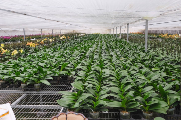 年销五六十万株 你家中摆的蝴蝶兰可能来自钱塘 腾讯新闻