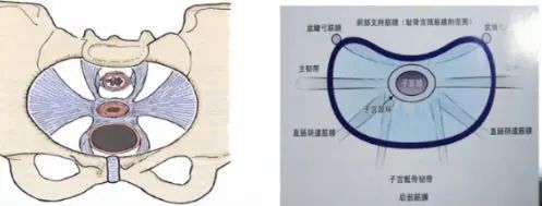 retzius间隙retzius间隙,又叫耻骨后间隙,前界是耻骨联合,耻骨上支