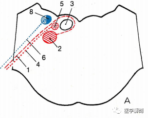 特殊內臟運動纖維(ab1)起自面神經核(ab2)的大型多極神經元,支配面部