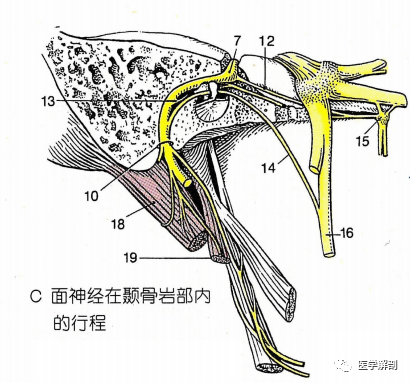 經典解剖|腦神經系列:面神經的解剖_騰訊新聞