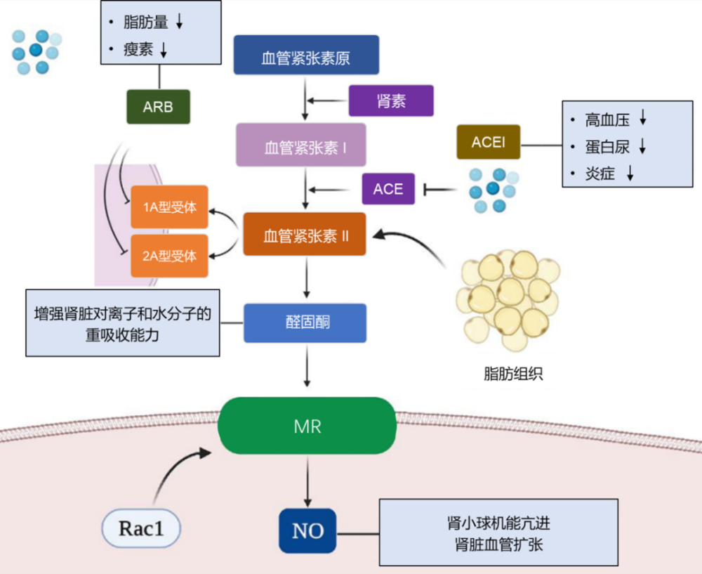 rac1:ras相关的c3肉毒素底物1;no:一氧化氮图4 raas和raas抑制剂在