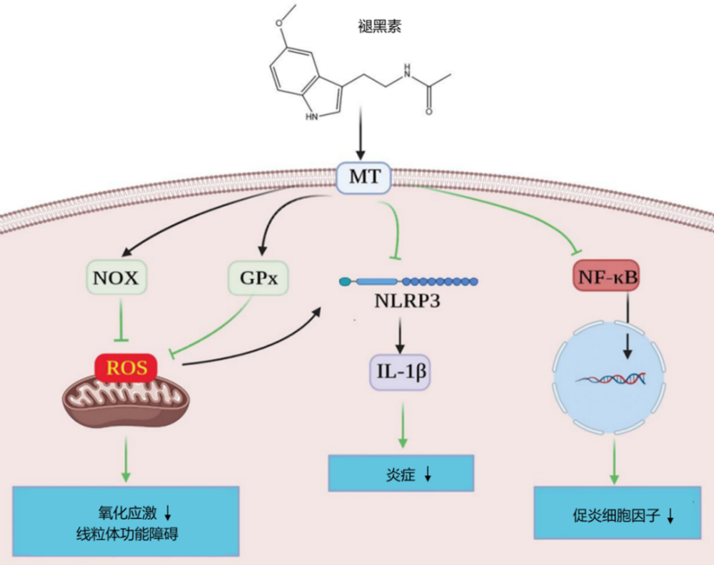 nox:还原型烟酰胺腺嘌呤二核苷酸磷酸(nadph)氧化酶图6褪黑素对肥胖