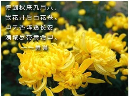 因长得丑,状元被皇帝夺了回去,他一怒写首"菊花诗",推翻唐朝_腾讯新闻