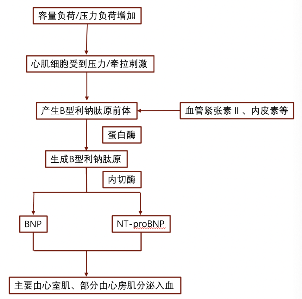 壓力刺激下的產物nt-probnp 的「前世今生」:利鈉肽大家族中的