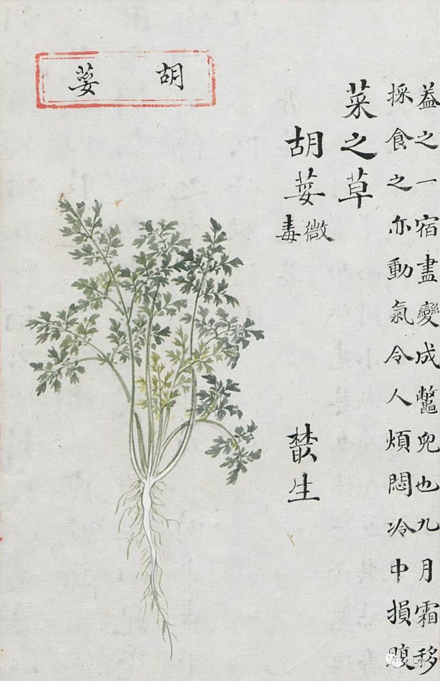 不吃香菜不是你的错,这是基因决定的!