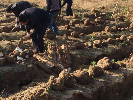 茯苓:生长在枯死松树根部,儿时常挖来卖钱,如今种植的30元1斤