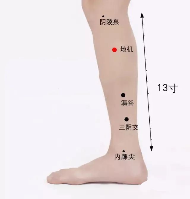 经络之窗公众号提示它位于人体的小腿内侧,当内踝尖与阴陵泉的连线上