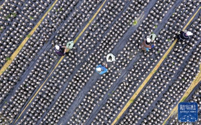 2月11日,山東省臨沂市沂南縣大莊鎮鑫隆家庭農場委託植保公司對1200畝