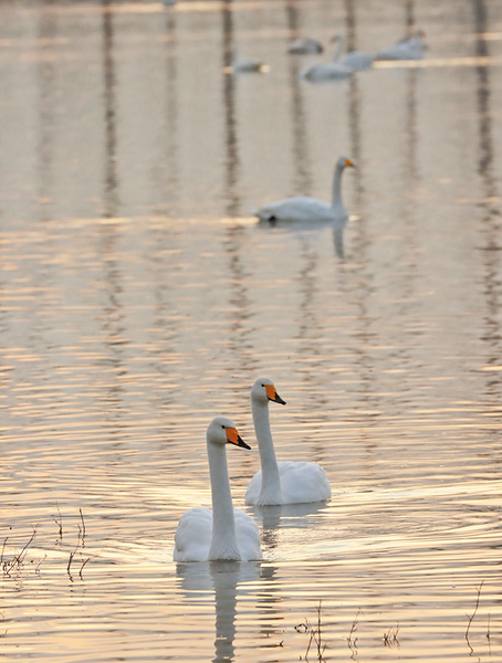 渭南生态好,飞来圣洁鸟.