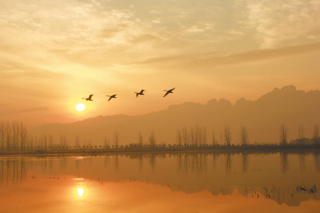 渭南生态好,飞来圣洁鸟.