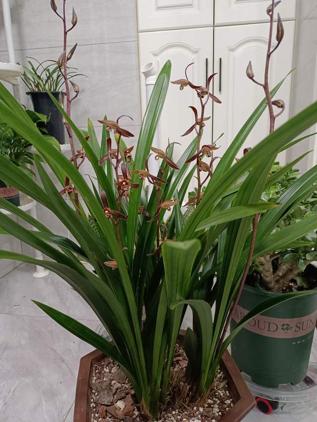 墨兰开花期养护有方法 花香浓 花期长 花后新芽萌发早 腾讯新闻