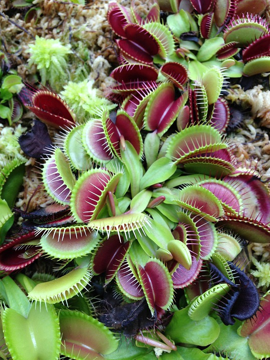 每日一花212捕蝇草天然的智慧