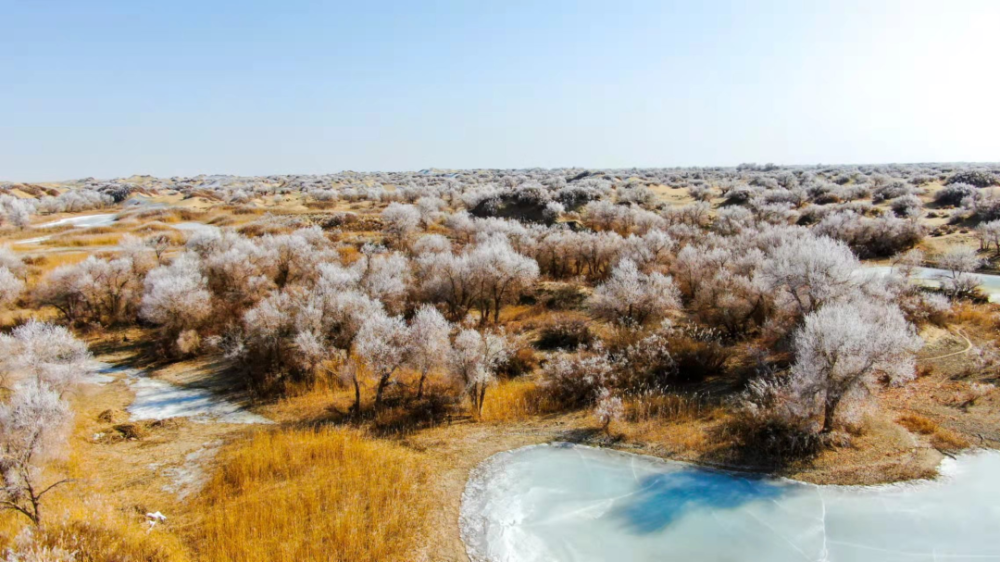 且末县迎来新年首场雾凇奇观_腾讯新闻