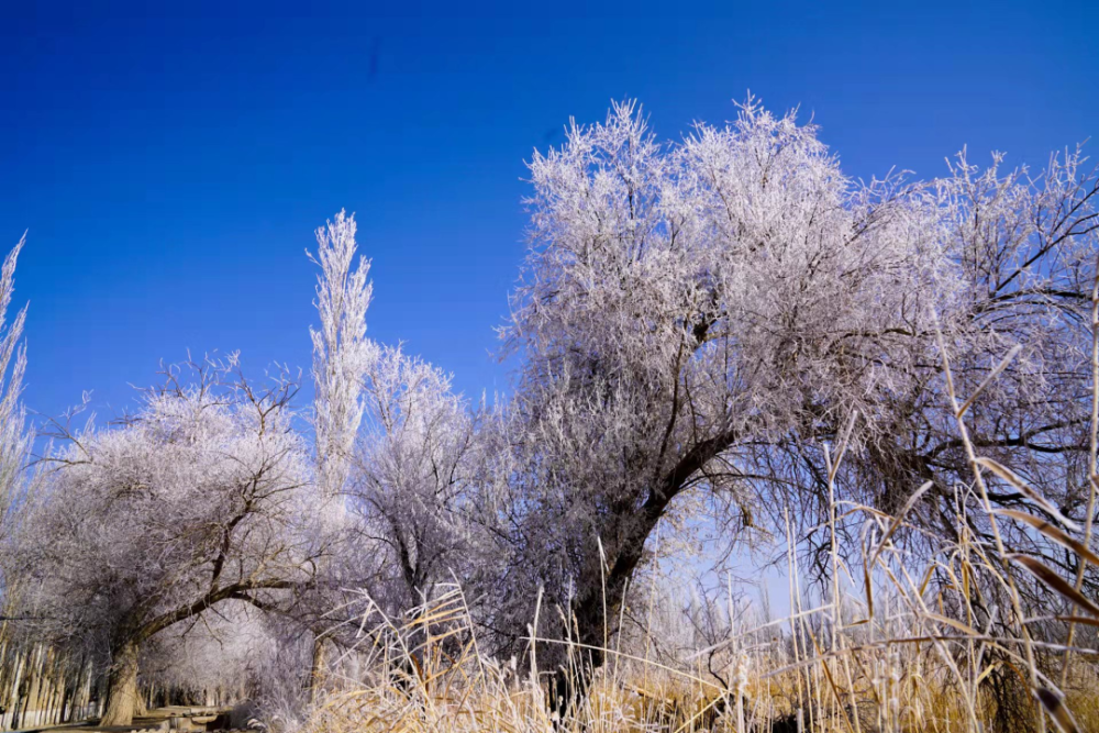 美翻了且末县迎来新年首场雾凇奇观