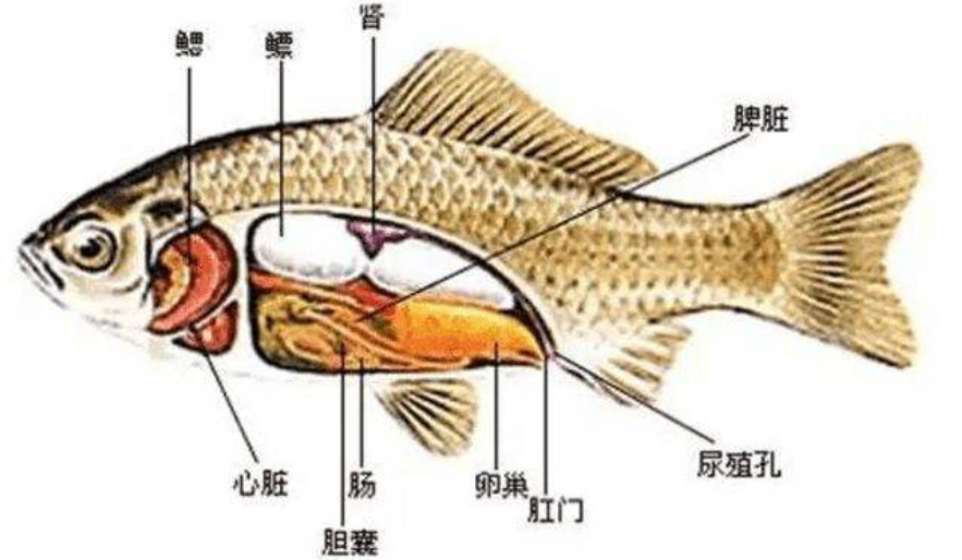 不少的人都相信鱼的记忆只有七秒,人们认为鱼的脑袋比较小,因此不太
