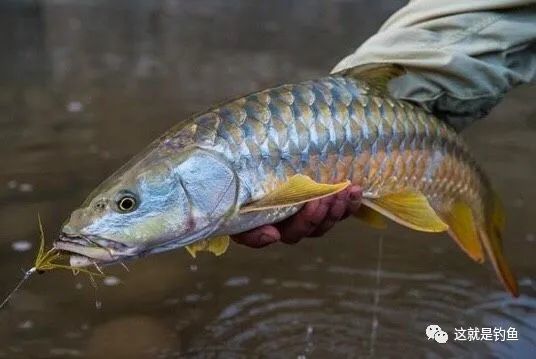 喜马拉雅山脚下的河流精灵金吉罗鱼