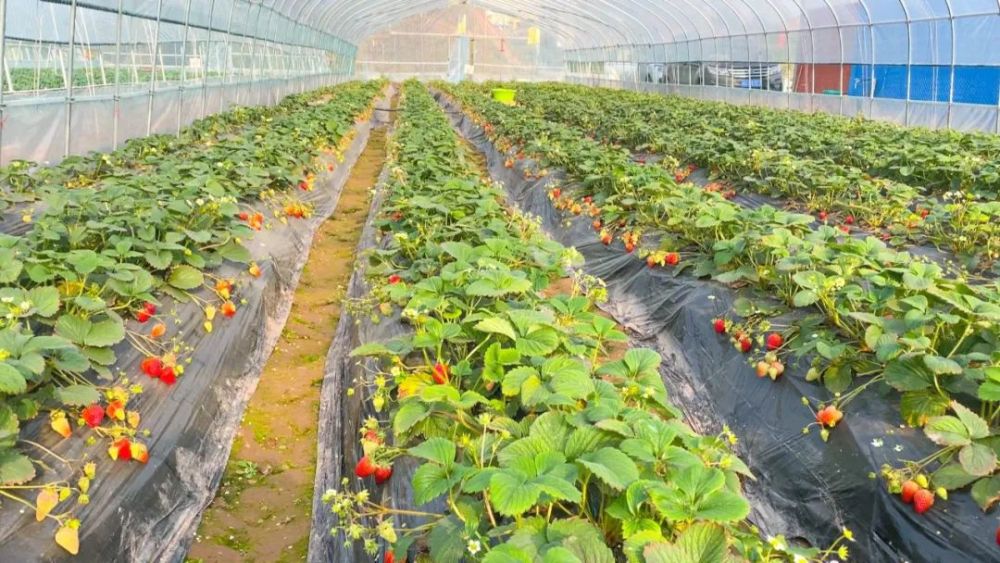 节后采摘快来邻水开启莓好时光吧