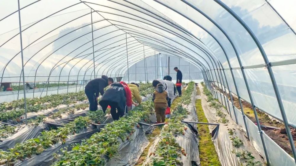 十分诱人一颗颗诱人的草莓掩映在绿叶丛中汐汐草莓园种植基地走进鼎屏