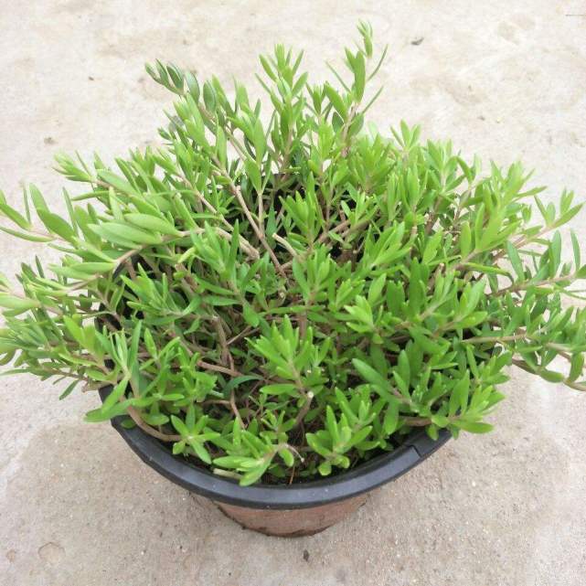 农村常见的多肉植物垂盆草全草有药用价值还可做盆景栽种