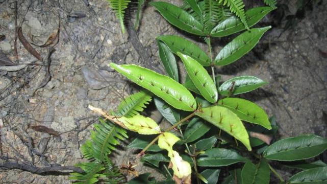 农村有名的药材"两面针",别名又叫鸟不踏!快来认识一下