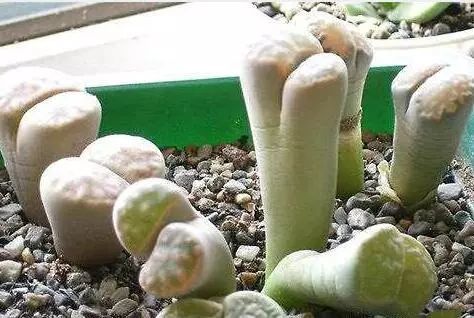 如何防止多肉徒长 多肉徒长原因及正确解决方法 腾讯新闻