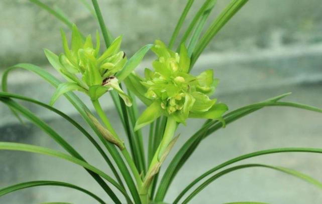 阳台别再用来堆杂物养一株漂亮春兰香味浓郁颜值高适合新手