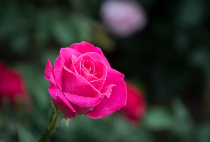 青未了 赵金厚专栏 月季花开香满院 天天看点