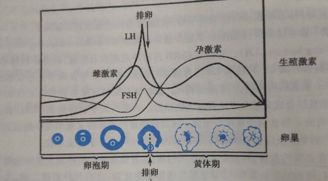 比如,绒毛膜促性腺激素水平升高,雌孕激素水平升高等等,身体一时间