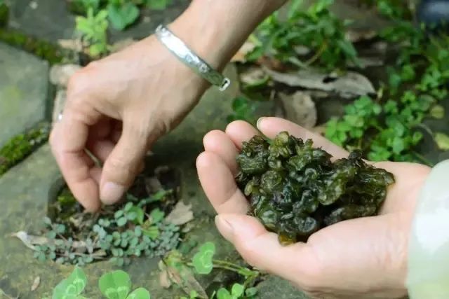 长出来的地皮菇,颜色鲜艳一些春天和夏天是它们最好的生长时节林子里