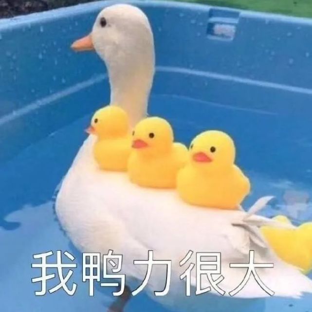 斗图表情包|我鸭力山大