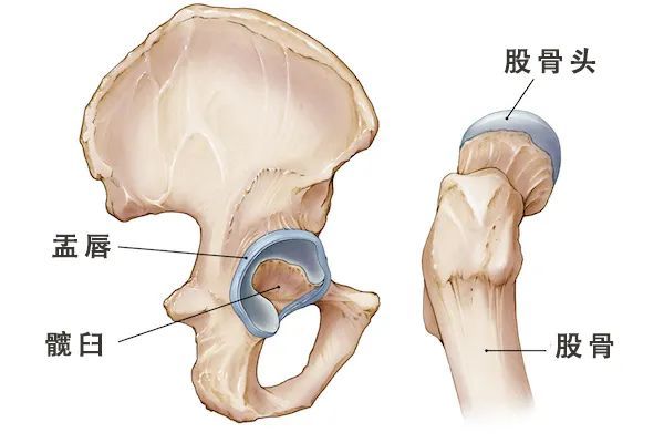 盂唇是一条厚厚的纤维软骨,它位于髋臼边缘,盂唇并非完整环形,它们