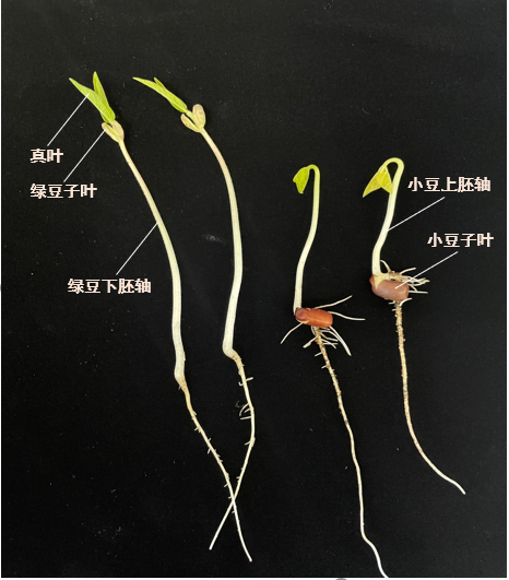 绿豆发芽是子叶(豆瓣)出土型,即下胚轴伸长将子叶推出,所以叫绿豆芽